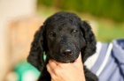 Kudrnat retrvr - Curly Coated Retriever