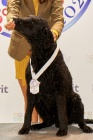 Kudrnat retrvr - Curly Coated Retriever