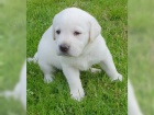 Labrador Retrievers pes ve lut, ern a hnd barv!