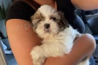 super roztomil a zdrav tata Shih Tzu k dispozici.