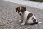 Roztomil tata Jack Russell na prodej tata