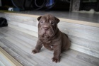 arpej sharpei