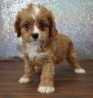 CAVAPOO mini ttka k adopci.