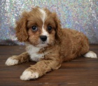 CAVAPOO mini ttka k adopci.