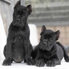 ndhern a zdrav tata Cane Corso na prodej.