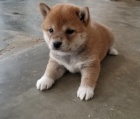 Prodm roztomil krsn ttka mini Shiba Inu