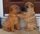 Prodm roztomil tata Shar-Pei