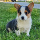 Prodm krsn a andlsk ttka MINI Pembroke Welsh Corgi.