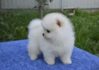 Mini pomeranian bez PP