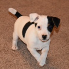 Jack Russell terier - stene-fenka s PP