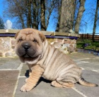 arpej sharpei