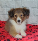 eltie - sheltie