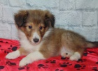 eltie - sheltie