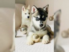 ttka husky (Chlapci a dvky)