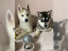 ttka husky (Chlapci a dvky)
