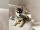 ttka husky (Chlapci a dvky)