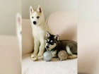 ttka husky (Chlapci a dvky)