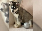 ttka husky (Chlapci a dvky)