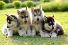 istokrevn sibisk husky ttka