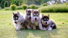 istokrevn sibisk husky ttka