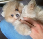 krsn mini pomeranian tata k adopci.