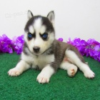 Rozkon sibisk husky s krsnm modr oi.