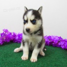 Rozkon sibisk husky s krsnm modr oi.