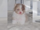 Plyov pic / POMERANIAN TATA 3500 K 