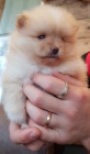 Pomeranian mini tata k adopci