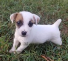 Prodm krsn a rozkon ttka jack russell terira.