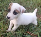 Prodm krsn a rozkon ttka jack russell terira.