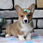 Prodm tata Pembroke Welsh Corgi.