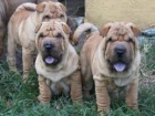 Mal nsk tata Shar-Pei