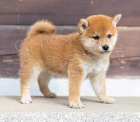 Prodm tata Shiba Inu