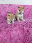 istokrevn tata shiba inu