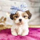 Prodm okovan tata SHIH TZU