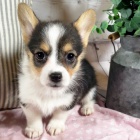 okovan tata mini Pembroke Welsh Corgi na prodej.