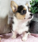 okovan tata mini Pembroke Welsh Corgi na prodej.