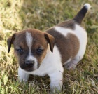 Prodm tata fenky a psa jack russell terira.