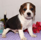 tata BEAGLE k adopci