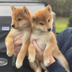 zdrav a okovan tata Shiba inu k adopci