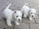 Mini tata West Highland White Terriers pipraven a dostupn k adopci.