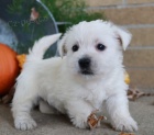 Prodm mini mini tata West Highland White Terriers