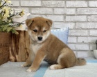 Rozkon miminka tata shiba inu k adopci