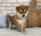 Rozkon miminka tata shiba inu k adopci