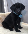 Zdrav tata ernho labradora k adopci.