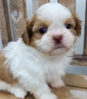 zdrav a okovan tata SHIH TZU k adopci.