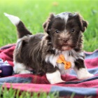 havanese tata k adopci.