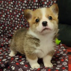 Pembroke Welsh Corgi fenka a pes k adopci.