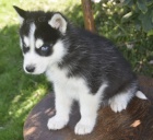 Vnon sibisk husky jako drek